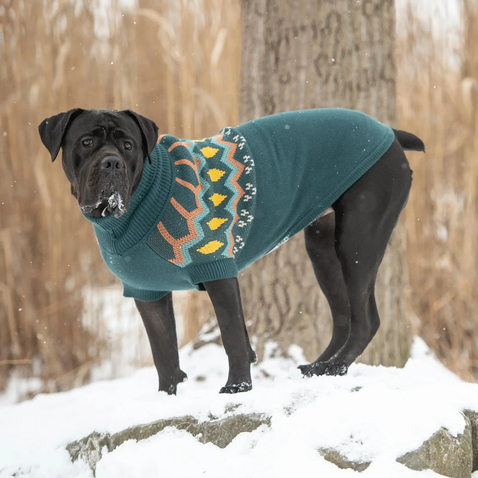Heritage Dog Sweater | Teal